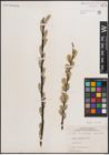 Foto von Salix discolor Muhl.